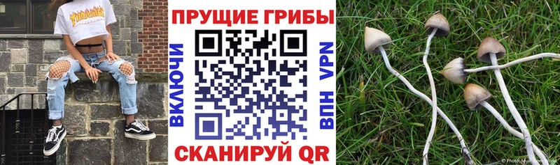 продажа наркотиков  Лениногорск  Галлюциногенные грибы мицелий 